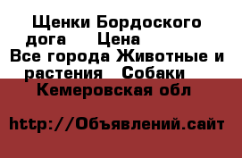 Щенки Бордоского дога.  › Цена ­ 30 000 - Все города Животные и растения » Собаки   . Кемеровская обл.